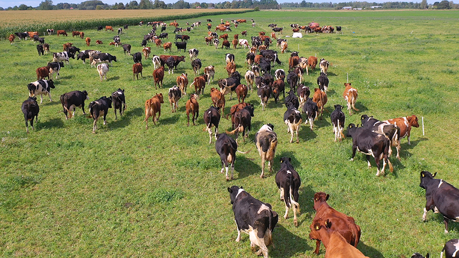 Drone Photography of Livestock